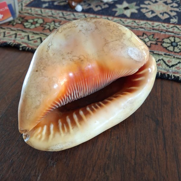 Red Atr Shell Red Helmet shell Bullmouth shell - sea shell - The Bright Beetle