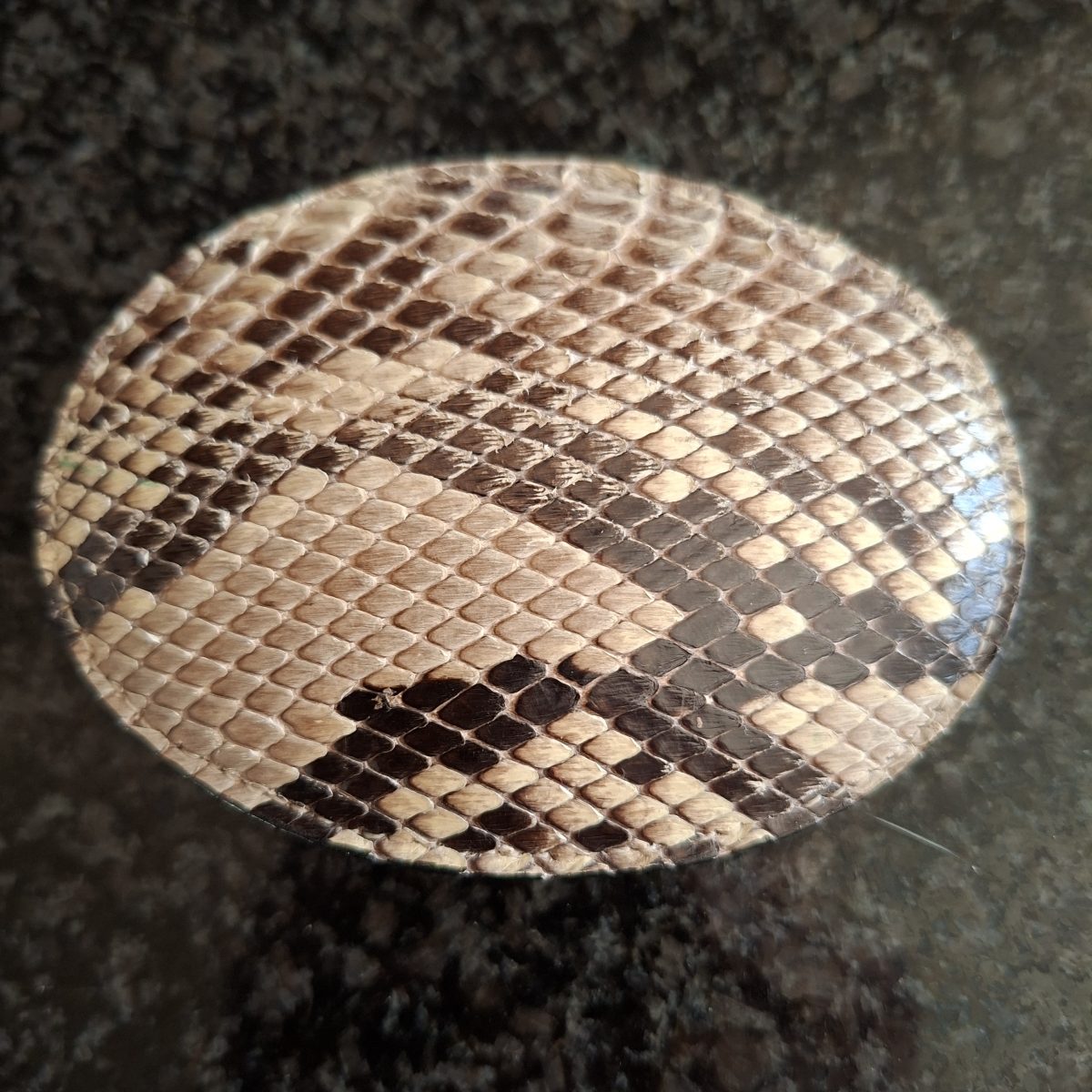 Mens belt buckle Snakeskin Made in Texas USA a "Tony Lama" product