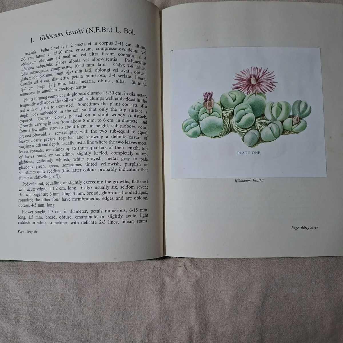 Gibbaeum Handbook G C Nel  - Succulent plants of SA  - 1953
