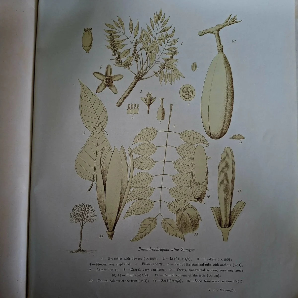 The Dendrology of Mocambique - Antonio E Sousa - awarded Thomas Sim prize in 1948